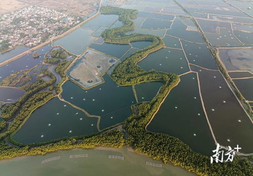 从海岸卫士到碳中和探路者 红树林如何变身“金树林”