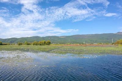 守护高原明珠 云南拉市海国际重要湿地的生态价值与保护实践