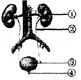 自然保护区的核心意义辨析 生态保护与可持续利用