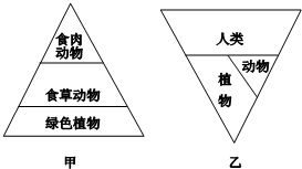 生态金字塔的对比 自然生态系统与城市生态系统的能量流动差异
