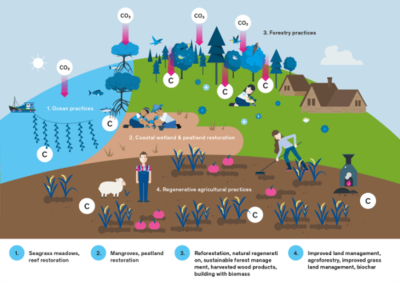 从巨头结盟到种树固碳 科技巨头的自然生态系统保护管理新范式